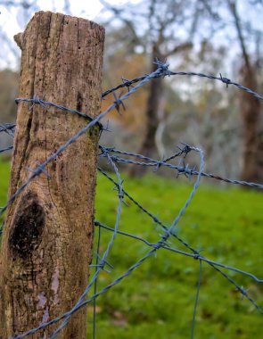 Bir çit direği liken ve dikenli tellerle kaplı