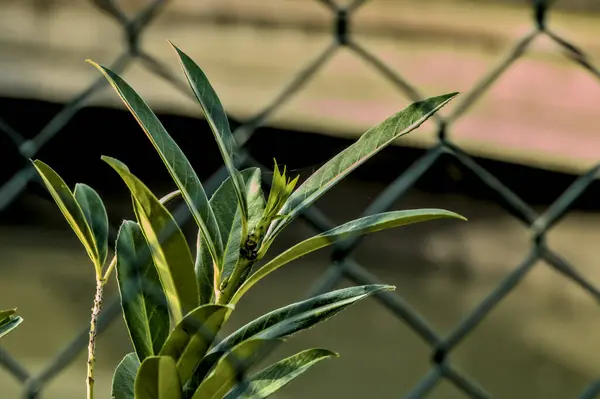 Metal çitli bir bahçede yeşil yapraklı dallar