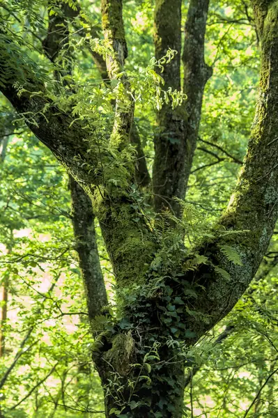 Dalları bükülmüş yaşlı ağaç, yeşil yosun örtüsüyle kaplanmış.