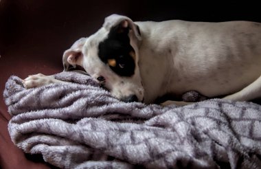 Kanepedeki battaniyenin üzerinde genç bir köpek kameraya poz veriyor.