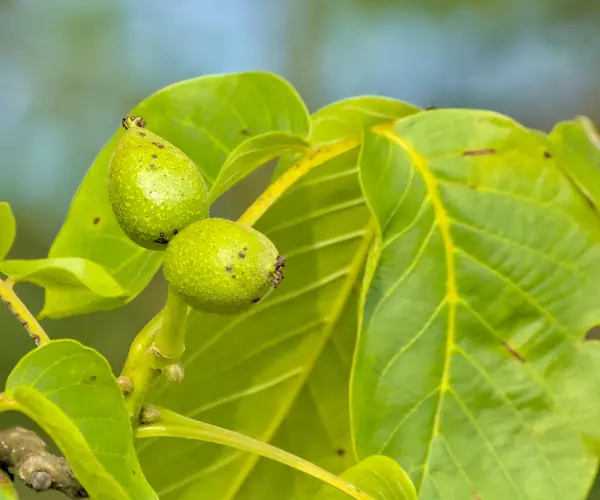 Ceviz ağacı dalında büyüyen yeşil fındık