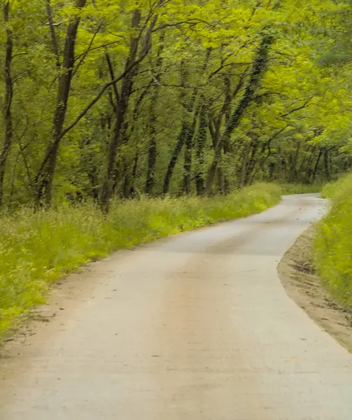 Doğal parktaki araçlar için asfaltlı orman yolu.