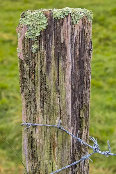 Tahta bir direğe çivilenmiş dikenli tel.