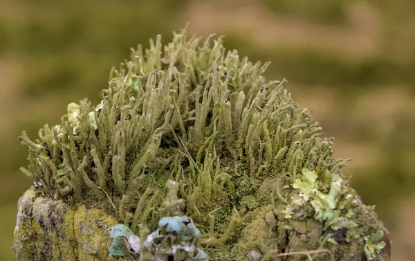 Üzerinde liken olan ahşap çit direği.