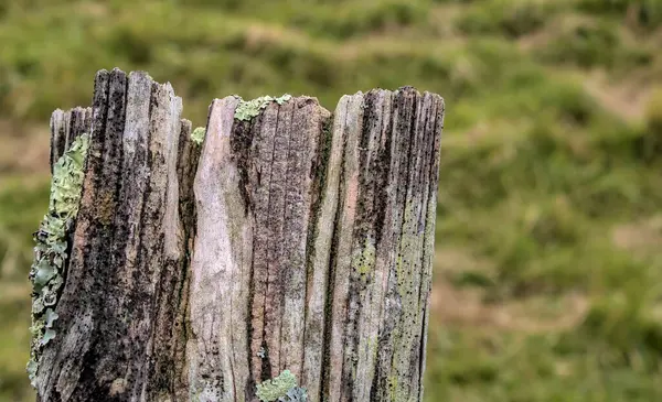 Sığır çitlerinde aşınmayla oluşan bir direk.