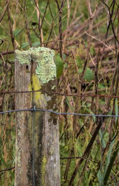 Yosun ve kablolarla eski çit direği