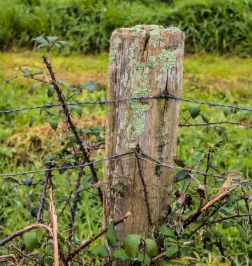 Tahta bir direğe çivilenmiş dikenli tel.