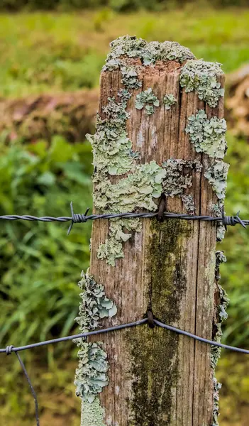 Tahta bir direğe çivilenmiş dikenli tel.