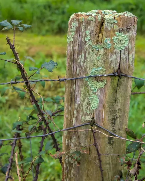 Tahta bir direğe çivilenmiş dikenli tel.