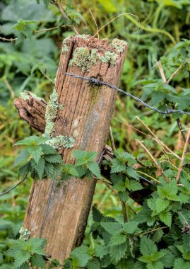 Tahta bir direğe çivilenmiş dikenli tel.