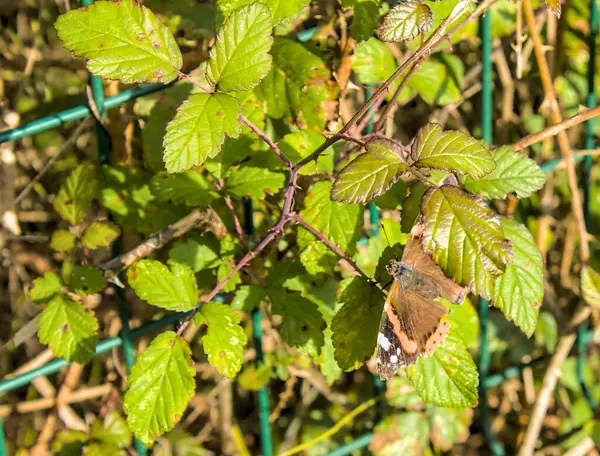 Böğürtlen yaprakları arasında yaygın bir kelebek