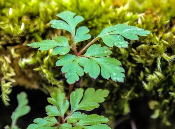 Islak alanda büyüyen yeşil yapraklar grubu