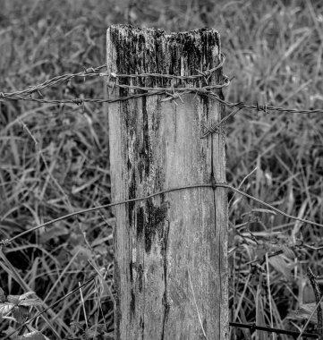 Tahta bir direğe çivilenmiş dikenli tel.