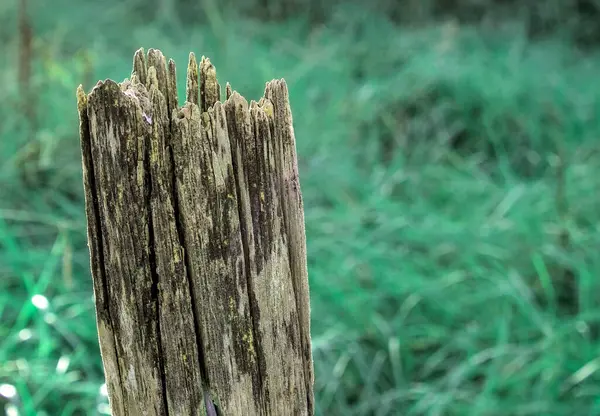 Sığır çitlerinde aşınmayla oluşan bir direk.