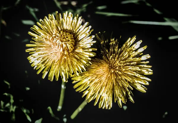 Güneş tarafından aydınlatılan sarı çiçekler siyah arkaplanlı.