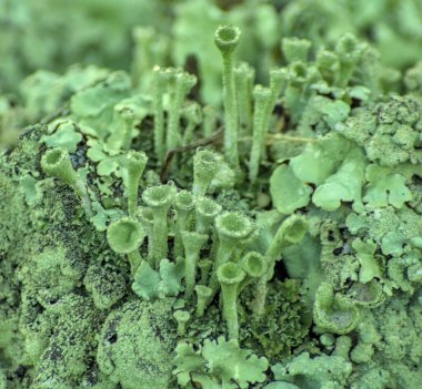 Sabahları çeşitli ıslak yeşil zambaklar