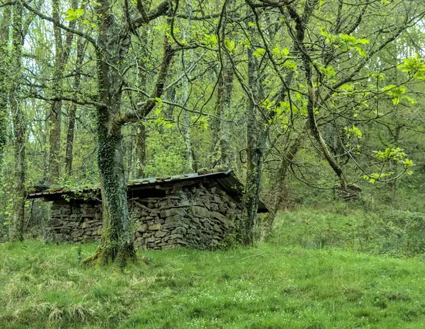 Küçük, eski bir taş bina yemyeşil bir arazide duruyor. Bina ağaçlarla çevrili ve kırsal ve doğal bir havası var. Barış ve sükunet kavramı