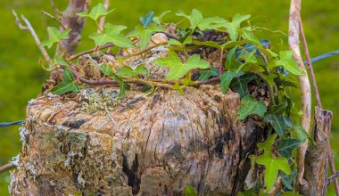 Bir ağacın gövdesi erozyona uğramış zaman içinde yeşil yapraklarla kaplanmış sıradan bir asmanın.