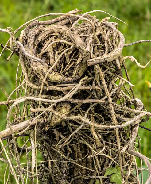 Büyüyen köklerle kaplı bir çitin direği