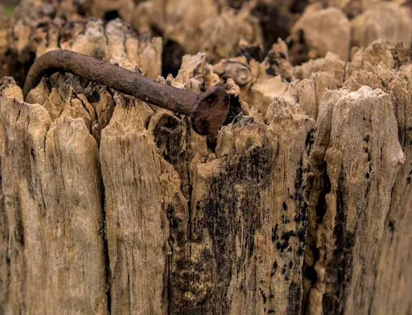 Ahşap bir direğe saplanmış eğri ve paslı çiviler ve bir köyde evcil sığırlar.