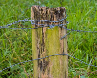 Dikenli tellerle kaplanmış, yosun kaplı bir sığır ve sıvılar.