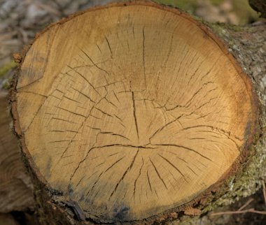 Ormanda devrilen ağaçlar gövdelerinde yaşlarının halkalarını gösteriyor.