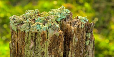 Kırık ve çatlak bir çit direği, yosun ve yeşil yosunlarla kaplı bir sığır çitinde.