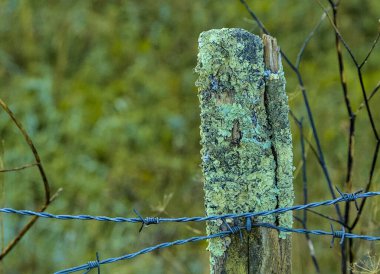 Yeşil dikenli dikenli telleri olan bir çiftlikte çit direği.