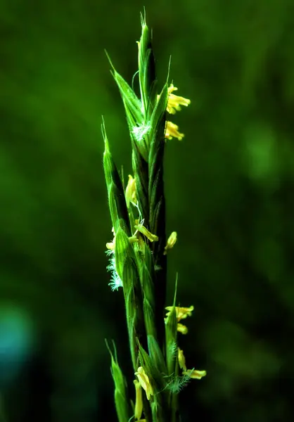 Tarlada yetişen bir kır çiçeği, beyaz bir dokunuşla yeşil ve sarı taç yaprakları sergiliyor..
