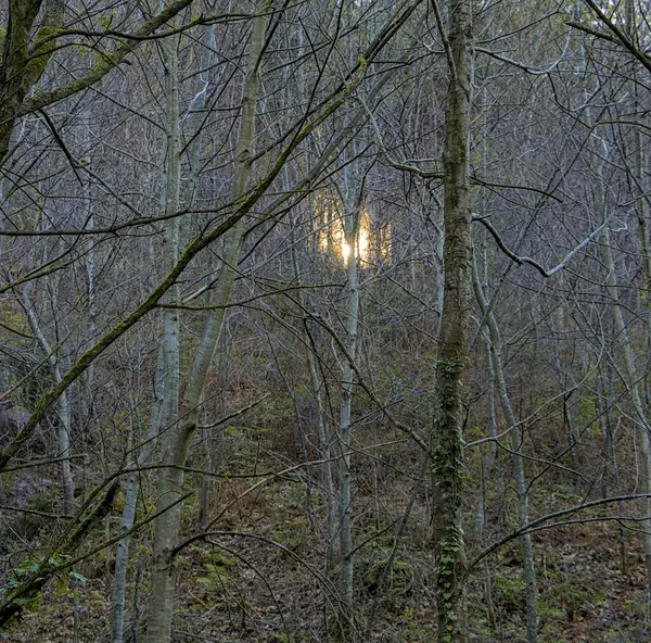 Bir ağacın gövdesi erozyona uğramış zaman içinde yeşil yapraklarla kaplanmış sıradan bir asmanın.