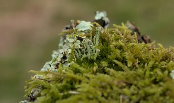 Ahşap bir çit direği, yüzeyi tamamen canlı yeşil yosunlarla kaplı..