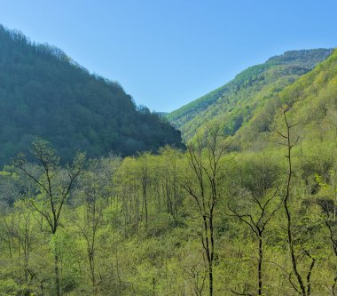 Canlı yeşilliklerle boyanmış dağlar, yemyeşil bitkilerle dolu..
