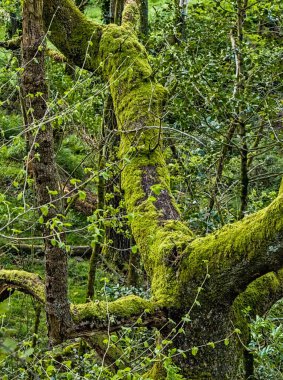 Bir ağacın gövdesi ve dalları yosunların büyüdüğü nemli bir ortamda, ormandaki yosunlarla kaplıdır.
