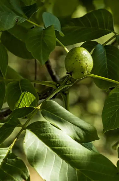Ceviz meyvesi (Juglans regia) ahşap ve fındıkları için değerli bir ceviz dalı üzerinde