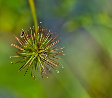 St. Benedict 's Herb (Geum urbanum), orman sınırlarında bulunan bir karyofilat bitkisidir.