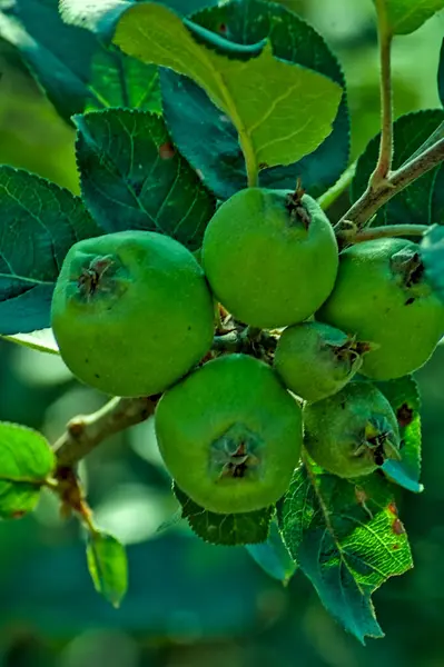 Elma ağaçlarının dalında fiber ve vitamin açısından zengin olgunlaşmamış bir grup yeşil elma.