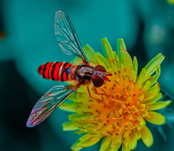 Hoverfly (episyrphus balteatus) taklidi nedeniyle eşekarısına benzer, polen ve nektarla beslenir.