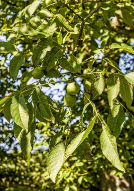 Doğal bir çevrede ceviz ağacı dalında birlikte büyüyen bir grup yeşil ceviz..