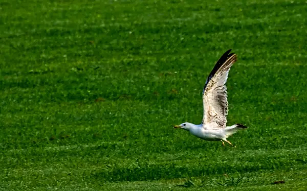 Martı yemyeşil bir çayırdan kalkıyor, kanatları zarif bir hareketle ardına kadar açılıyor. Sahne, doğayla olan özgürlüğünü yakalıyor. Vahşi yaşam, kuş ve açık hava temaları için ideal..