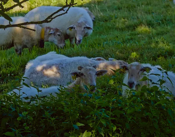 Üç beyaz koyunun otların üzerinde huzur içinde dinlendiğini gösteren sakin kırsal bir manzara. Dinlenme ve beslenme davranışlarının karışımı çiftlik hayatının doğal ritmini gösteriyor. Etrafı açık otlaklarla çevrili olan koyunlar,