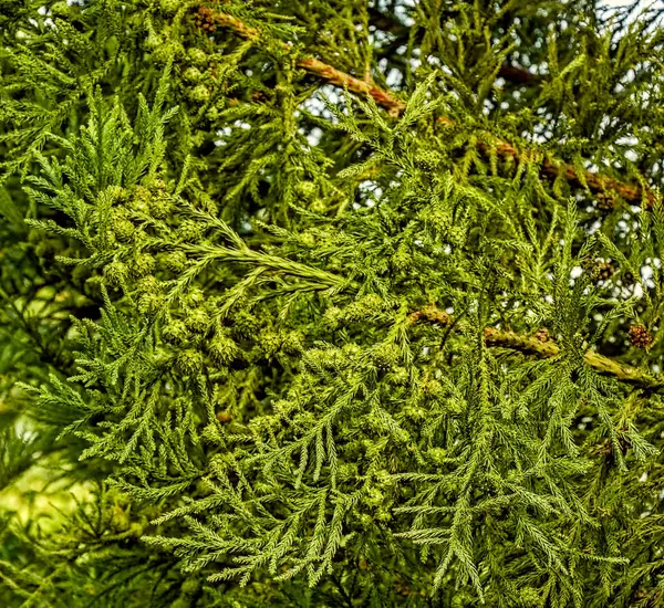 Japon sedir ağacı Cryptomeria japonica 'nın dalları mavi gökyüzüne iğneler ve koniler yerleştirilmiş. Bu yeşil kozalaklı bitkinin detaylarını vurgulayan doğal bir sahne..