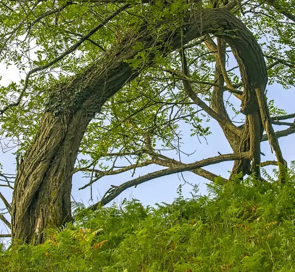 Yamuk gövdeli sahte bir akasya ağacı orman zemininde canlı yeşil eğreltiotlarıyla çevrili doğal bir kemer oluşturuyor..