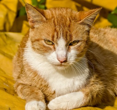 Canlı sarı bir yüzey üzerinde duran beyaz göğüslü altın bir kediye yakın plan. Sakin ve büyüleyici ifade, hayvan ve yaşam tarzı projeleri için mükemmel..