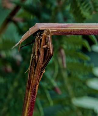 Kırık eğrelti otu dalı kıymıkları ve doğal dokuyu gösterir, ayrıntıları ve organik yapıyı vurgular..