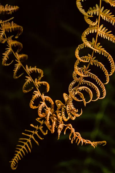 Çapraz yapraklı bir kahverengi kartal eğreltiotu (helechera) yakın plan, siyah arkaplan, dokusu ve yapısı vurgulanıyor.