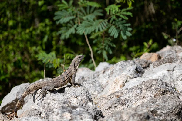 Iguana, Meksika, Yucatan 'da Ek Balam' ın Maya arkeolojik muhafazasında. Yüksek kalite fotoğraf