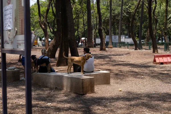 Mexico City, Meksika, 07 Mayıs 2023: Mexico Park 'taki köpek parkı