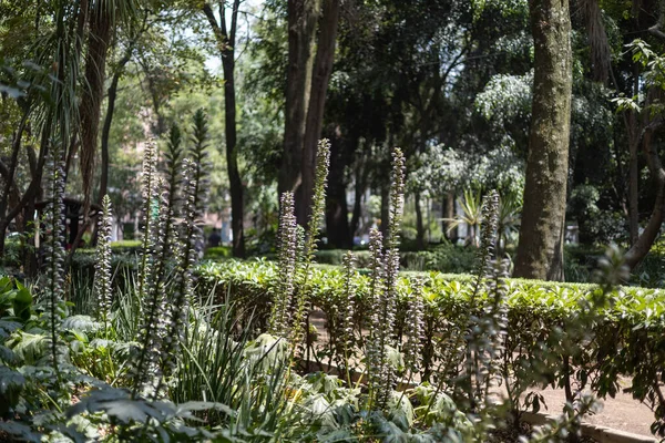 Mexico City 'deki Central Alameda Parkı' nda sabah güneşinde. Yüksek kalite fotoğraf