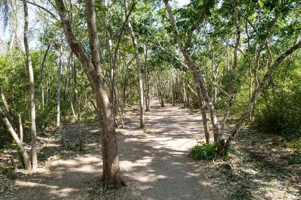 Meksika 'daki Ek-balam Maya harabelerinin girişi. Yüksek kalite fotoğraf.