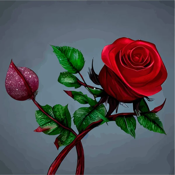 Red rose flower vector illustration, beautiful red valentine rose on a long stem, for background greeting cards and invitations for wedding, birthday, Valentines Day, Mothers Day. Flower rose, buds